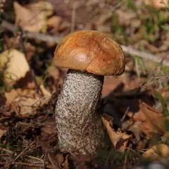 Piękny koźlak, jakby czekał na kufel zimnego piwa. W lesie, wśród liści i mchu, rośnie grzyb z pomarańczowym kapeluszem.