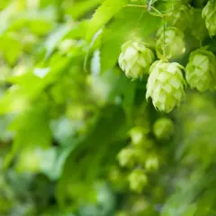 Zielone szyszki chmielu, kluczowy składnik nadający piwu goryczkę i aromat. Lupulina w piwie to esencja smaku.