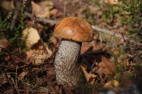 Piękny koźlak, jakby czekał na kufel zimnego piwa. W lesie, wśród liści i mchu, rośnie grzyb z pomarańczowym kapeluszem.