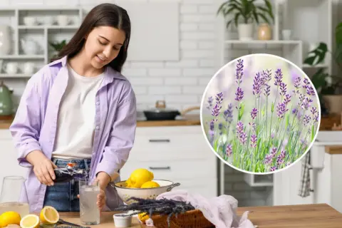 Kobieta przygotowuje napój z cytryną i lawendą. Jak jeść endywię? Może jako dodatek do napoju?