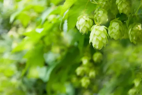 Zielone szyszki chmielu, kluczowy składnik nadający piwu goryczkę i aromat. Lupulina w piwie to esencja smaku.