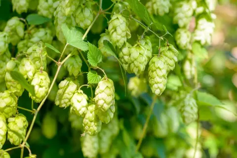 Zielone szyszki chmielu zwisają z pnącza, tworząc gęsty, naturalny krajobraz. Widać, jak wygląda chmiel w pełni sezonu.