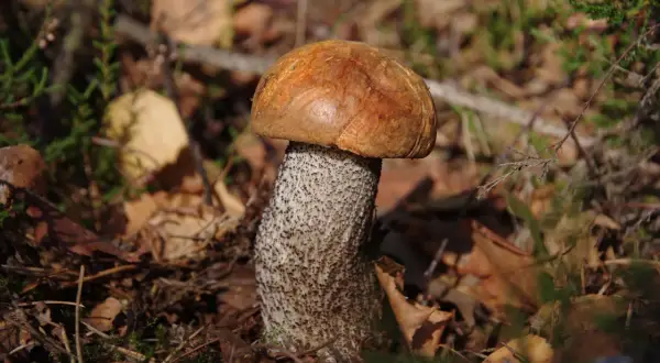 Piękny koźlak, jakby czekał na kufel zimnego piwa. W lesie, wśród liści i mchu, rośnie grzyb z pomarańczowym kapeluszem.