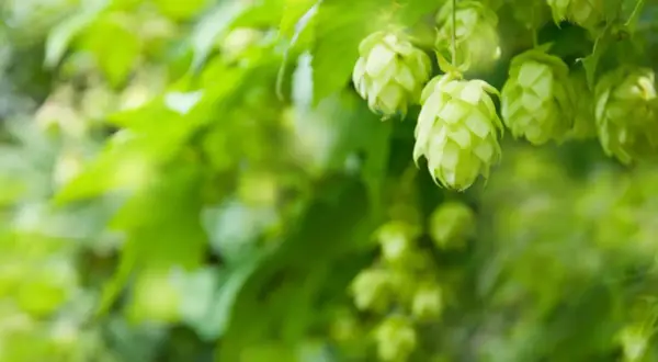 Zielone szyszki chmielu, kluczowy składnik nadający piwu goryczkę i aromat. Lupulina w piwie to esencja smaku.