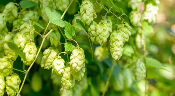 Zielone szyszki chmielu zwisają z pnącza, tworząc gęsty, naturalny krajobraz. Widać, jak wygląda chmiel w pełni sezonu.