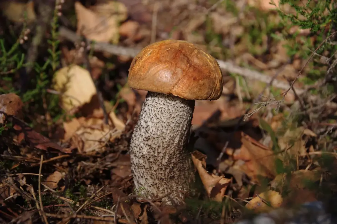 Piękny koźlak, jakby czekał na kufel zimnego piwa. W lesie, wśród liści i mchu, rośnie grzyb z pomarańczowym kapeluszem.
