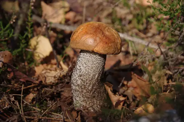 Piękny koźlak, jakby czekał na kufel zimnego piwa. W lesie, wśród liści i mchu, rośnie grzyb z pomarańczowym kapeluszem.