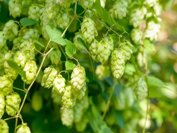 Zielone szyszki chmielu zwisają z pnącza, tworząc gęsty, naturalny krajobraz. Widać, jak wygląda chmiel w pełni sezonu.
